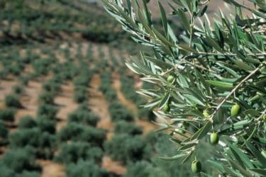 Удружење Требињаца „Јован Дучић“  у Београду поклања 100 маслина Пребиловцима