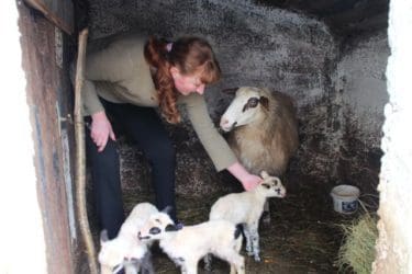 У гатачком селу Вратковићи овца ојагњила четворо