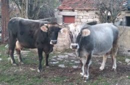 Научници ИГР раде на заштити гатачког говеда