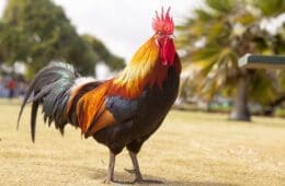 rooster-g39be7c990_1920